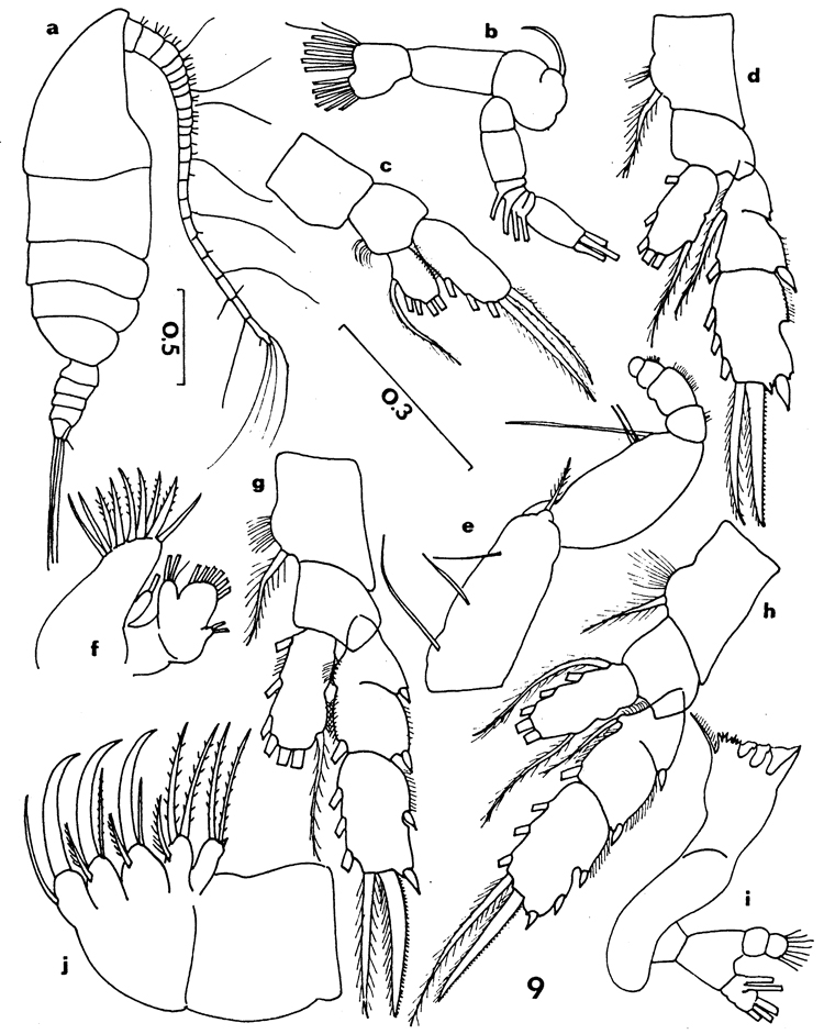 Espèce Chiridiella trihamata - Planche 1 de figures morphologiques