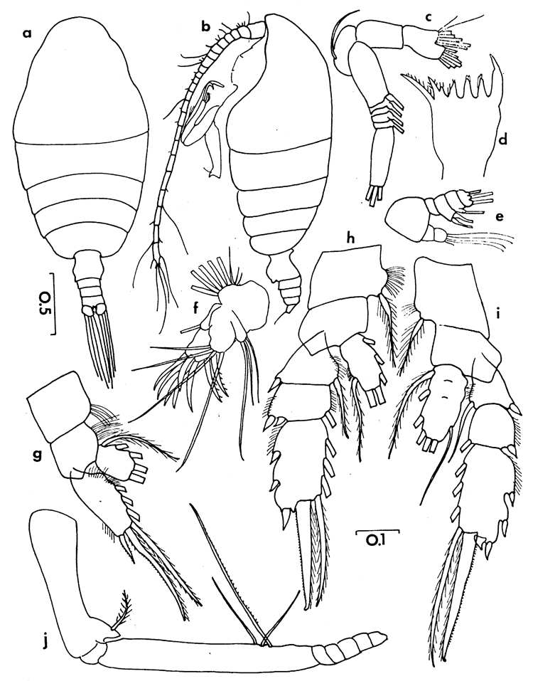 Espèce Chiridiella ovata - Planche 2 de figures morphologiques