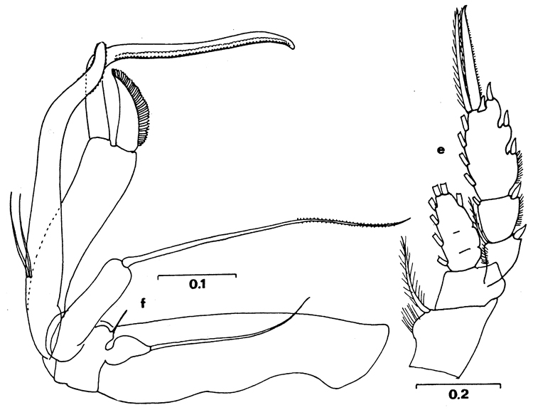 Espèce Chiridiella ovata - Planche 3 de figures morphologiques