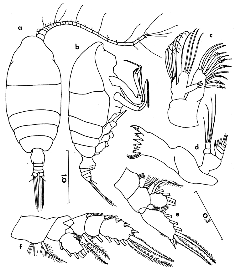 Espèce Chiridiella pacifica - Planche 4 de figures morphologiques