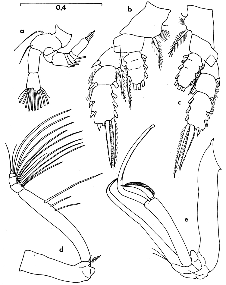 Espèce Chiridiella pacifica - Planche 5 de figures morphologiques