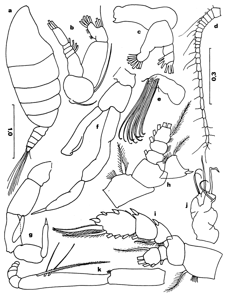 Species Chiridiella pacifica - Plate 6 of morphological figures