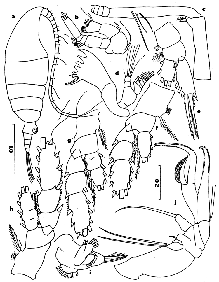 Espèce Chiridiella macrodactyla - Planche 3 de figures morphologiques
