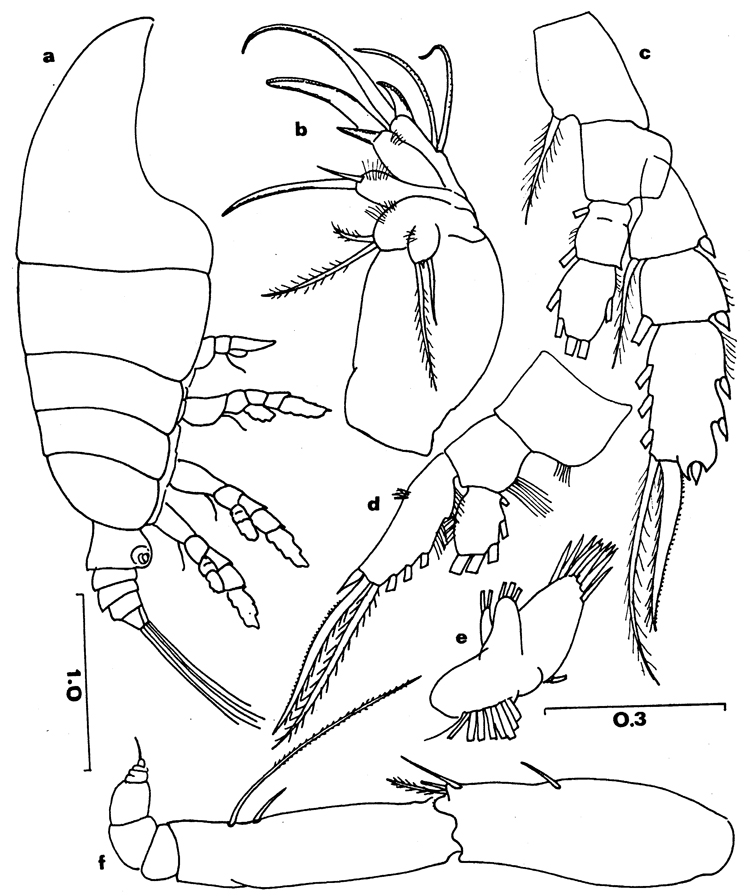 Species Chiridiella chainae - Plate 2 of morphological figures