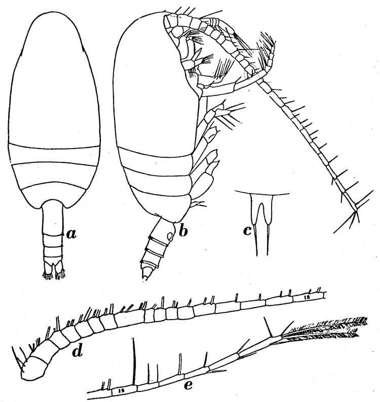 Species Amallothrix dentipes - Plate 11 of morphological figures