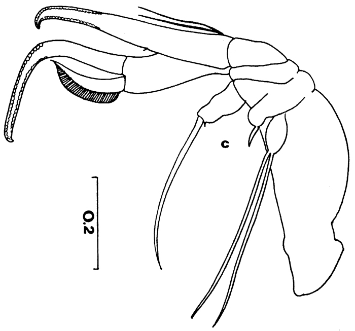 Espèce Chiridiella macrodactyla - Planche 4 de figures morphologiques