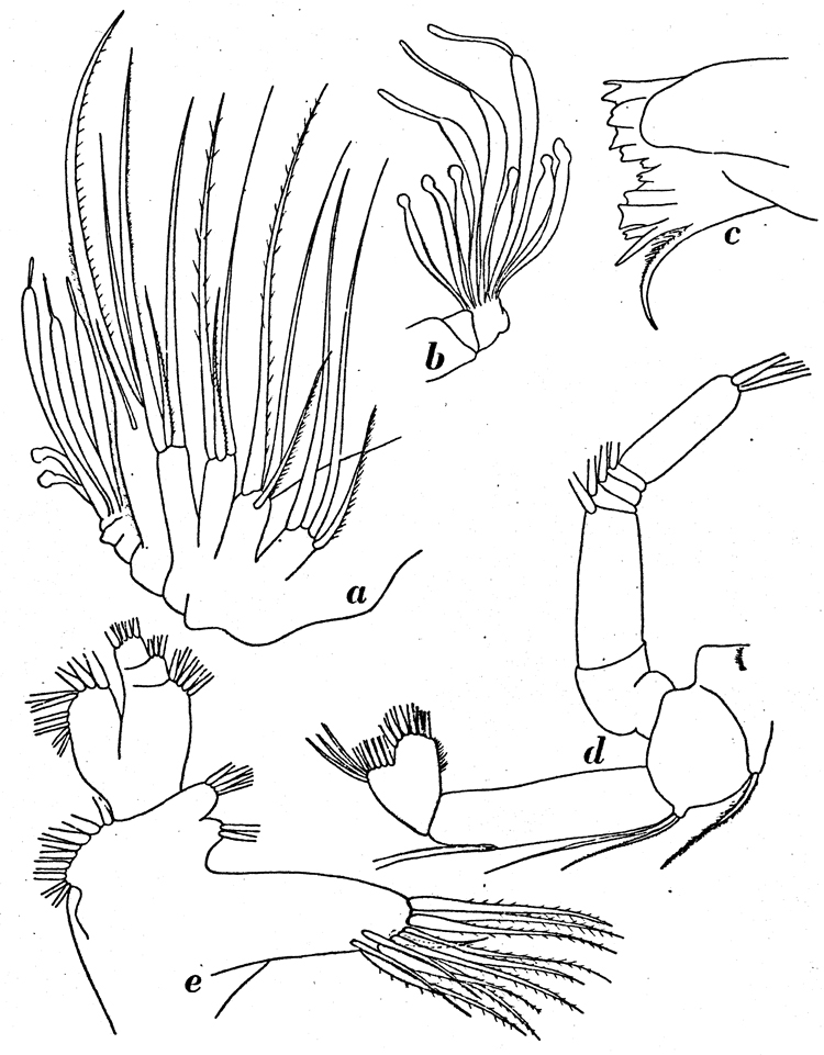 Species Amallothrix dentipes - Plate 13 of morphological figures