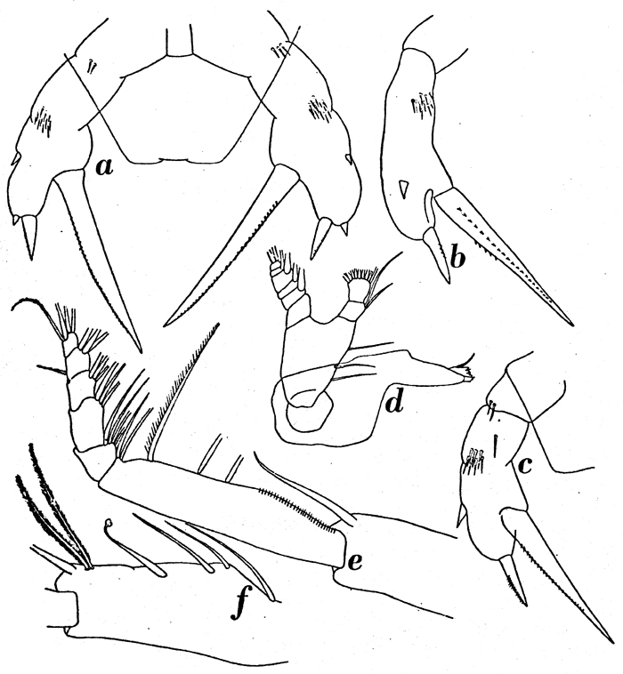Species Amallothrix dentipes - Plate 14 of morphological figures