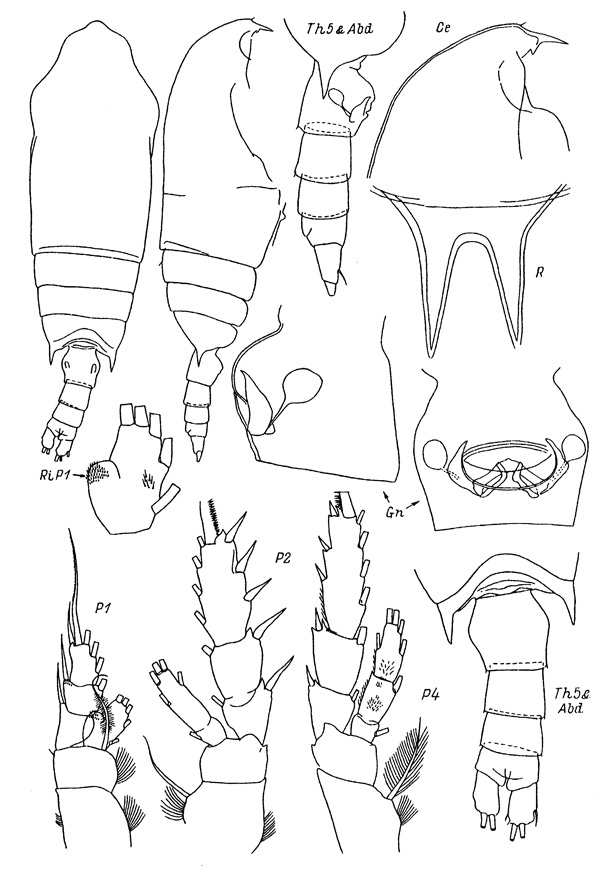 Espèce Aetideopsis retusa - Planche 1 de figures morphologiques