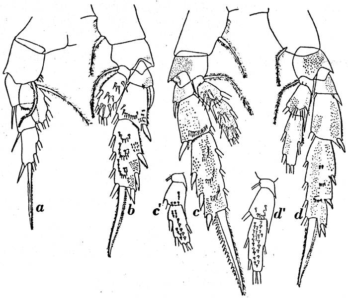 Species Amallothrix dentipes - Plate 15 of morphological figures