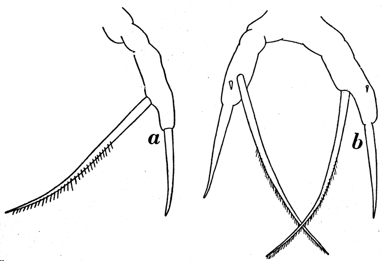 Species Scaphocalanus vervoorti - Plate 6 of morphological figures