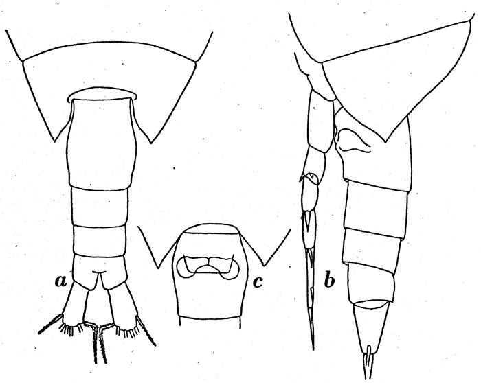 Espèce Calanus simillimus - Planche 8 de figures morphologiques