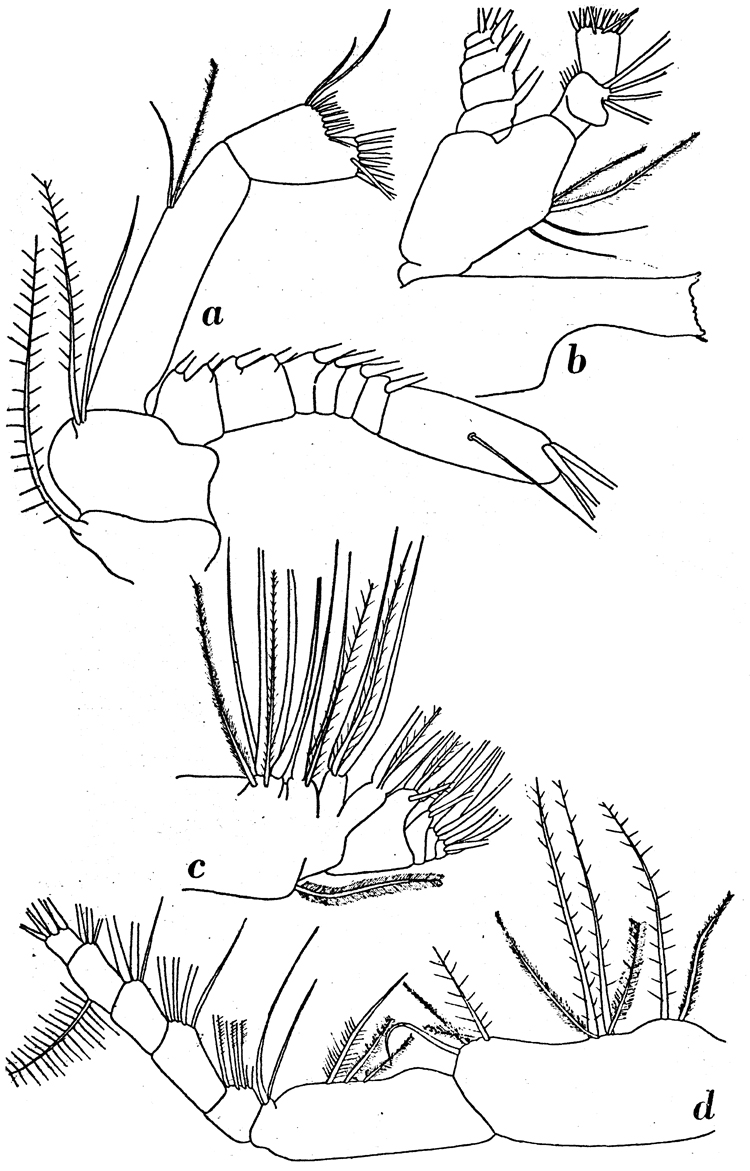 Espèce Calanus simillimus - Planche 9 de figures morphologiques
