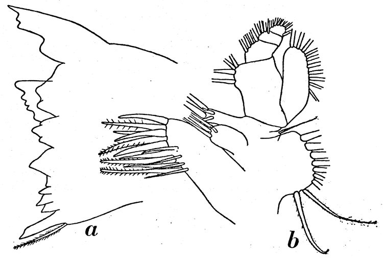 Espèce Calanus simillimus - Planche 10 de figures morphologiques