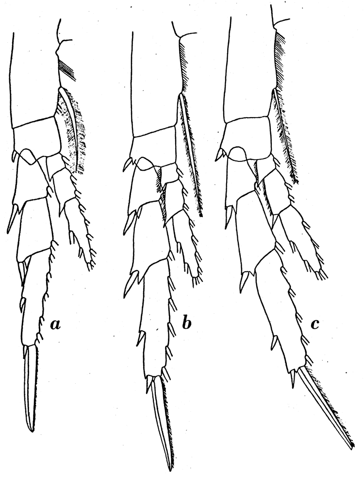 Species Calanus simillimus - Plate 11 of morphological figures