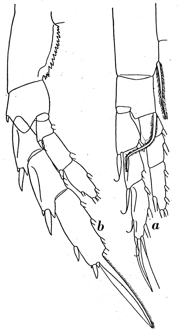 Espèce Calanus simillimus - Planche 12 de figures morphologiques