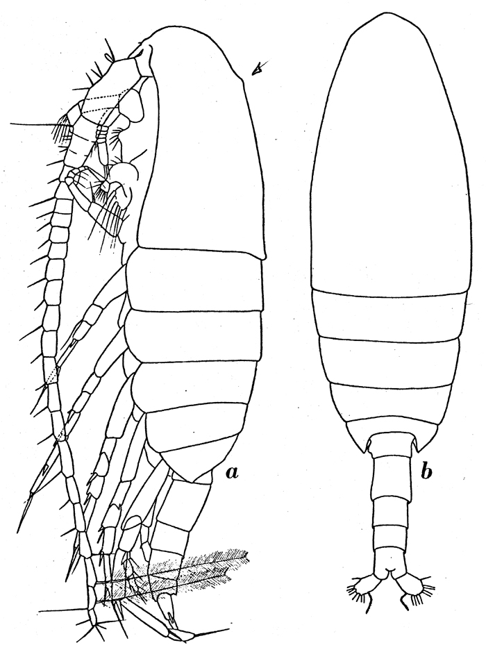 Species Calanus simillimus - Plate 13 of morphological figures