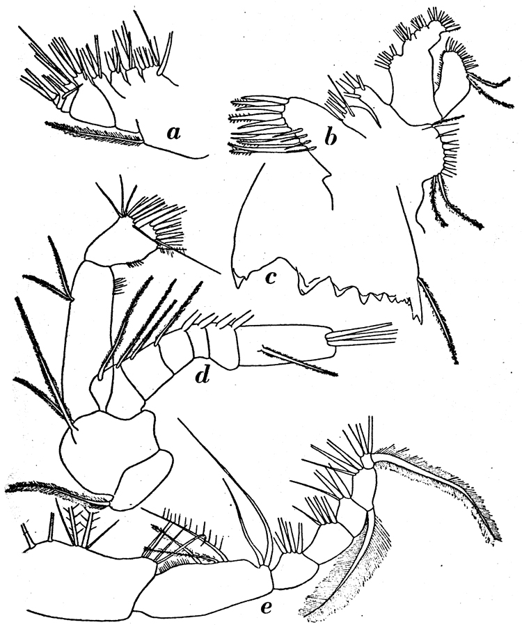 Espèce Calanus simillimus - Planche 16 de figures morphologiques
