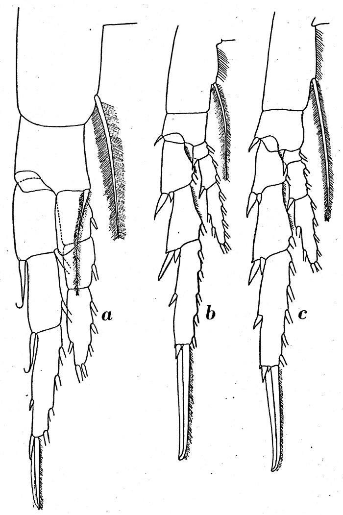 Espèce Calanus simillimus - Planche 17 de figures morphologiques