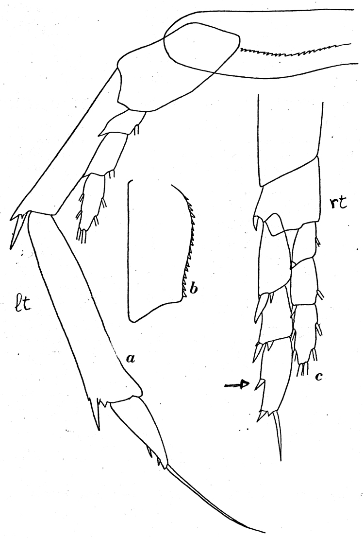 Espèce Calanus simillimus - Planche 18 de figures morphologiques