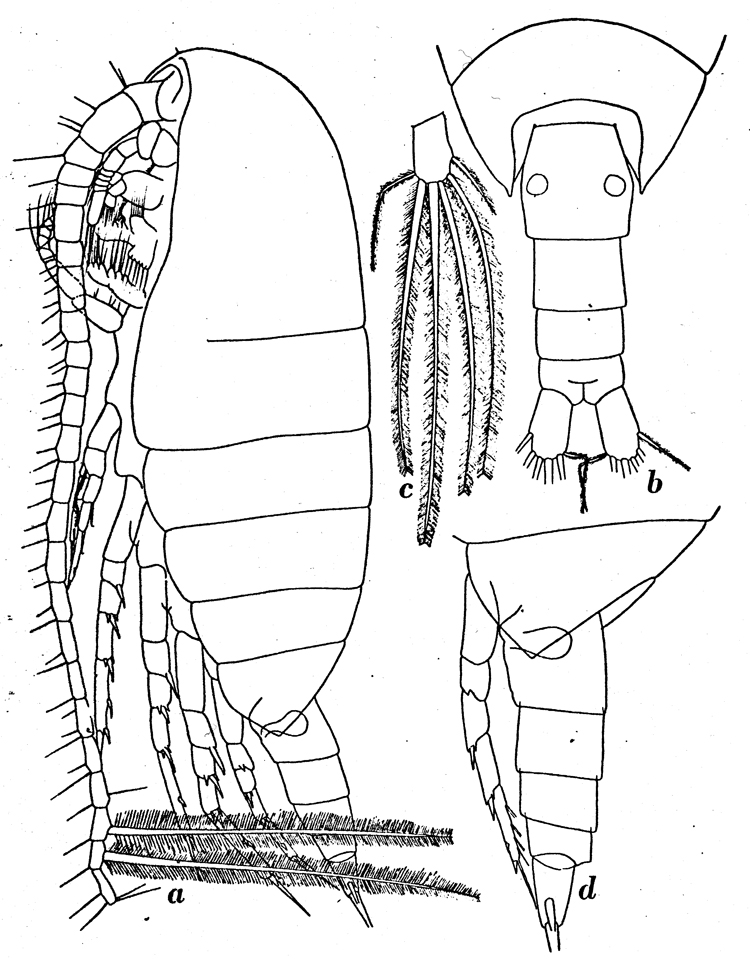 Espèce Calanus propinquus - Planche 6 de figures morphologiques