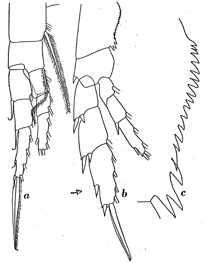 Espèce Calanus propinquus - Planche 10 de figures morphologiques
