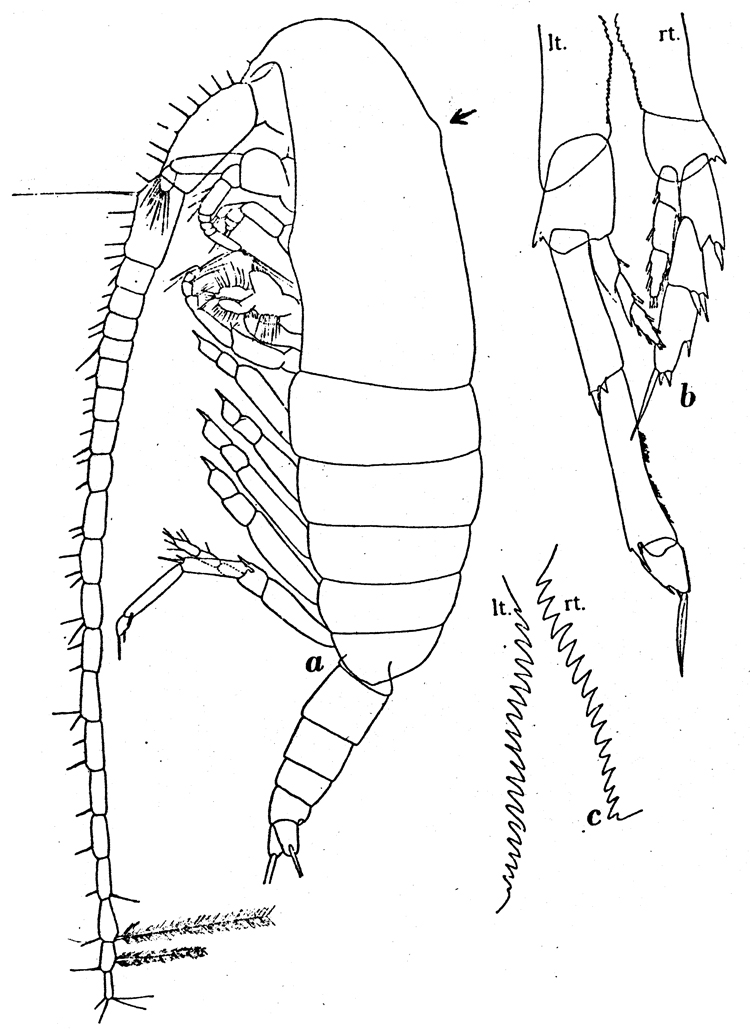 Espèce Calanus propinquus - Planche 11 de figures morphologiques