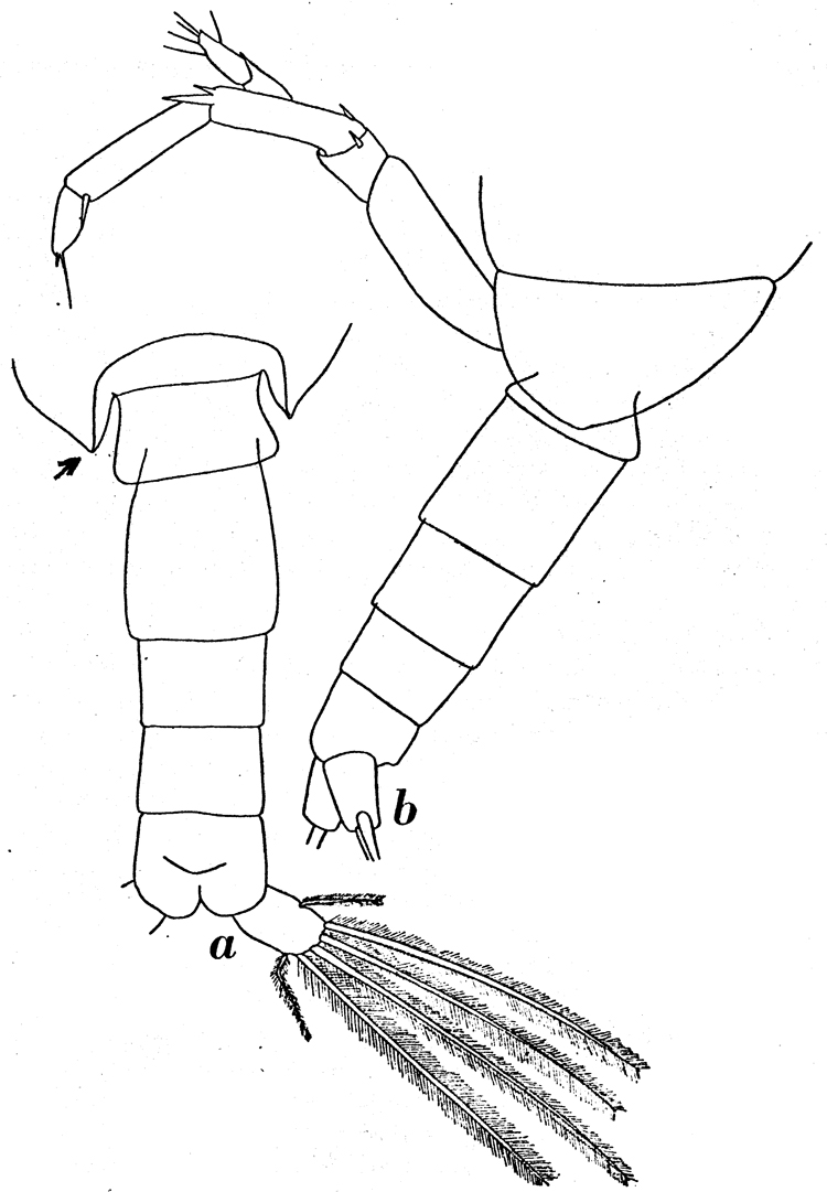 Espèce Calanus propinquus - Planche 12 de figures morphologiques
