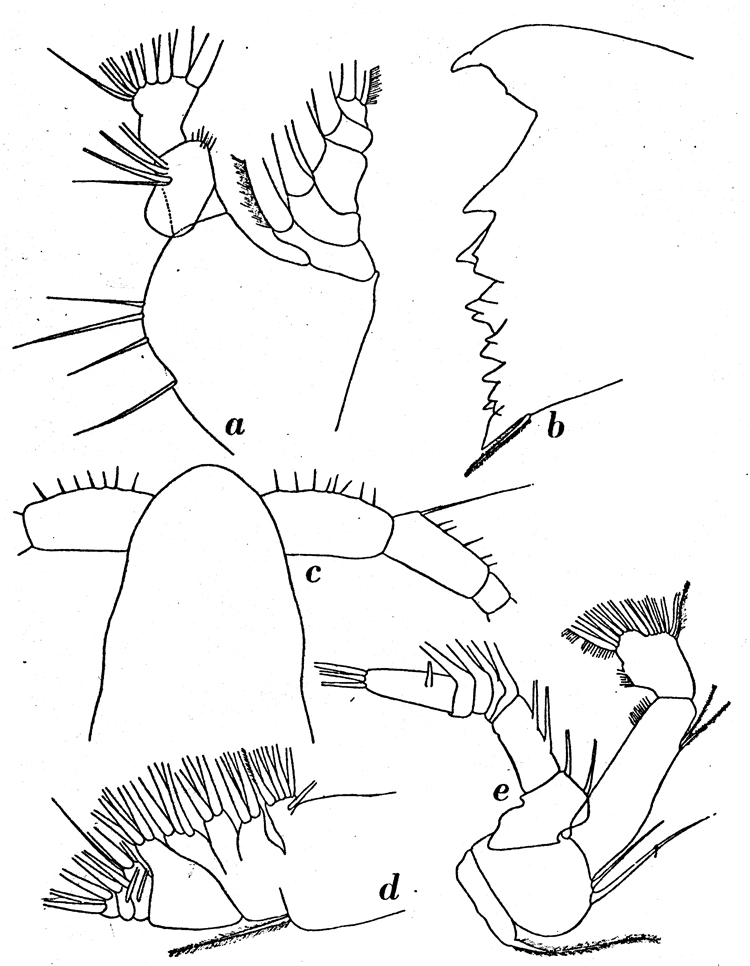 Espèce Calanus propinquus - Planche 13 de figures morphologiques