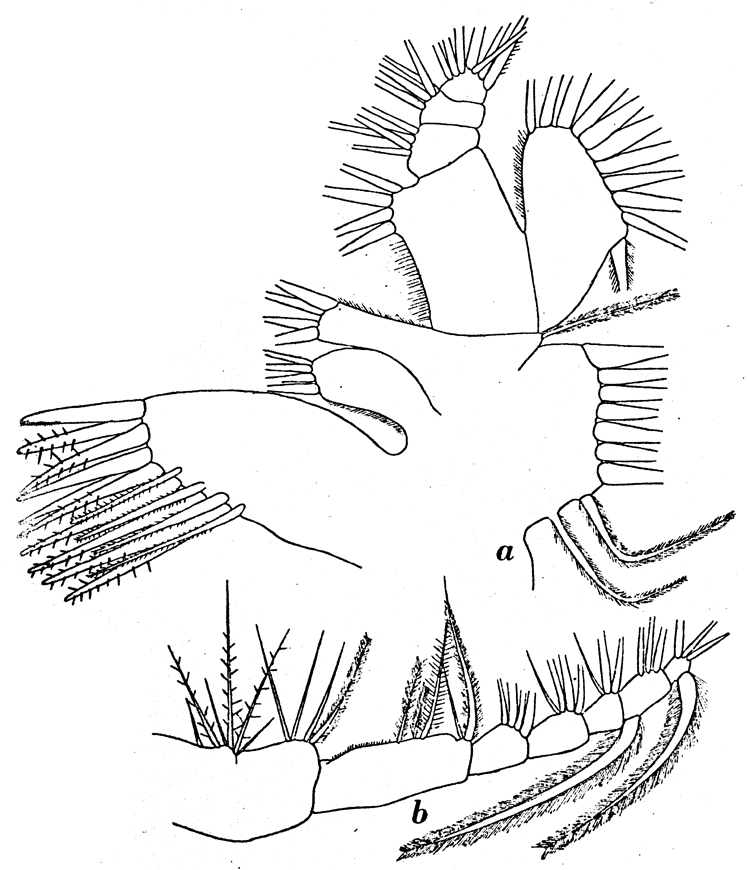 Espèce Calanus propinquus - Planche 14 de figures morphologiques