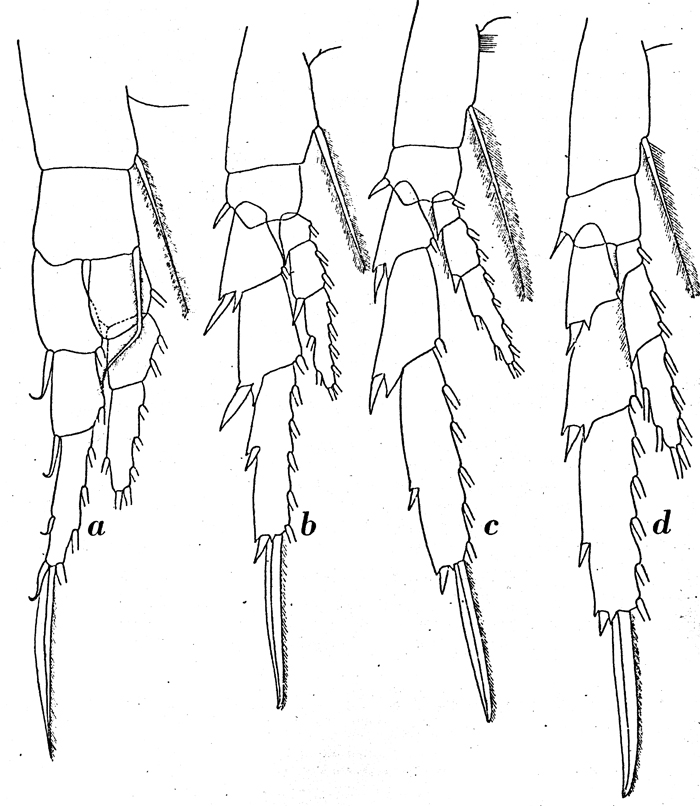 Espèce Calanus propinquus - Planche 15 de figures morphologiques