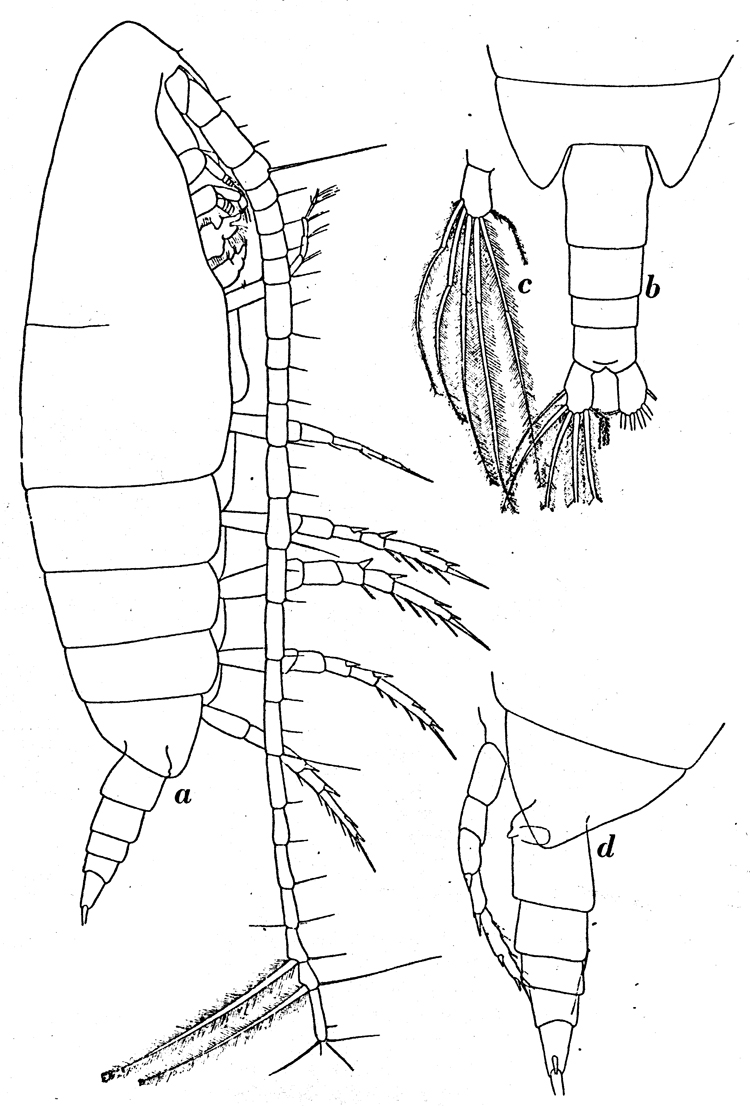 Espce Calanoides acutus - Planche 2 de figures morphologiques