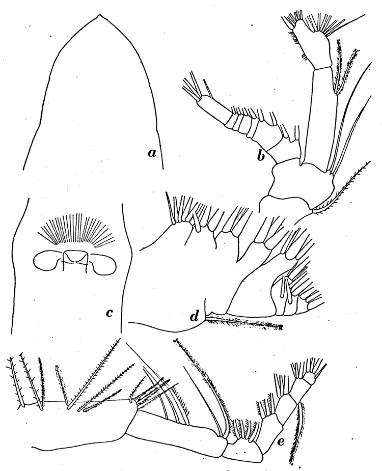 Espce Calanoides acutus - Planche 3 de figures morphologiques
