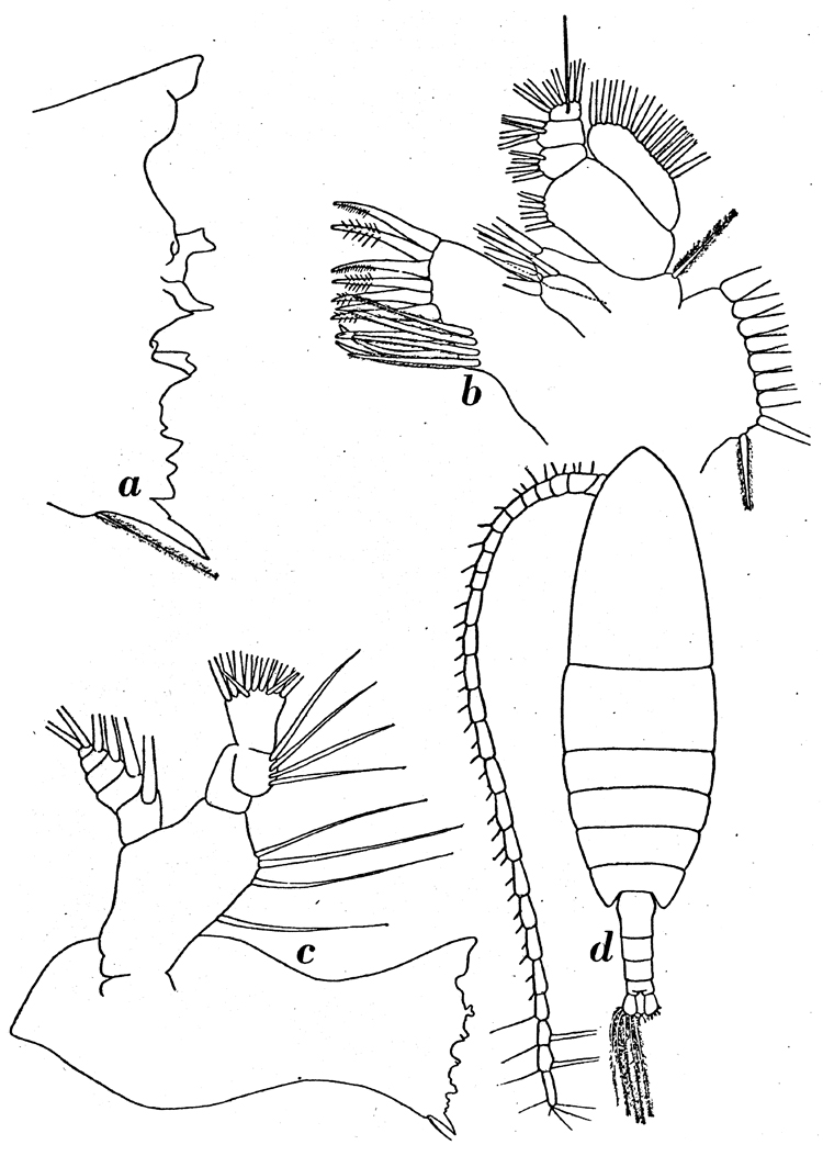Species Calanoides acutus - Plate 4 of morphological figures