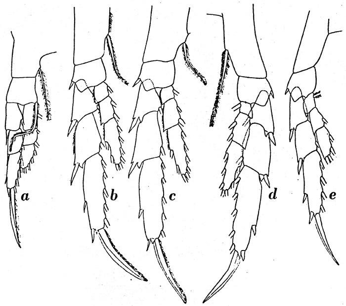 Espce Calanoides acutus - Planche 5 de figures morphologiques