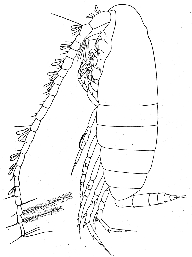 Espce Calanoides acutus - Planche 6 de figures morphologiques