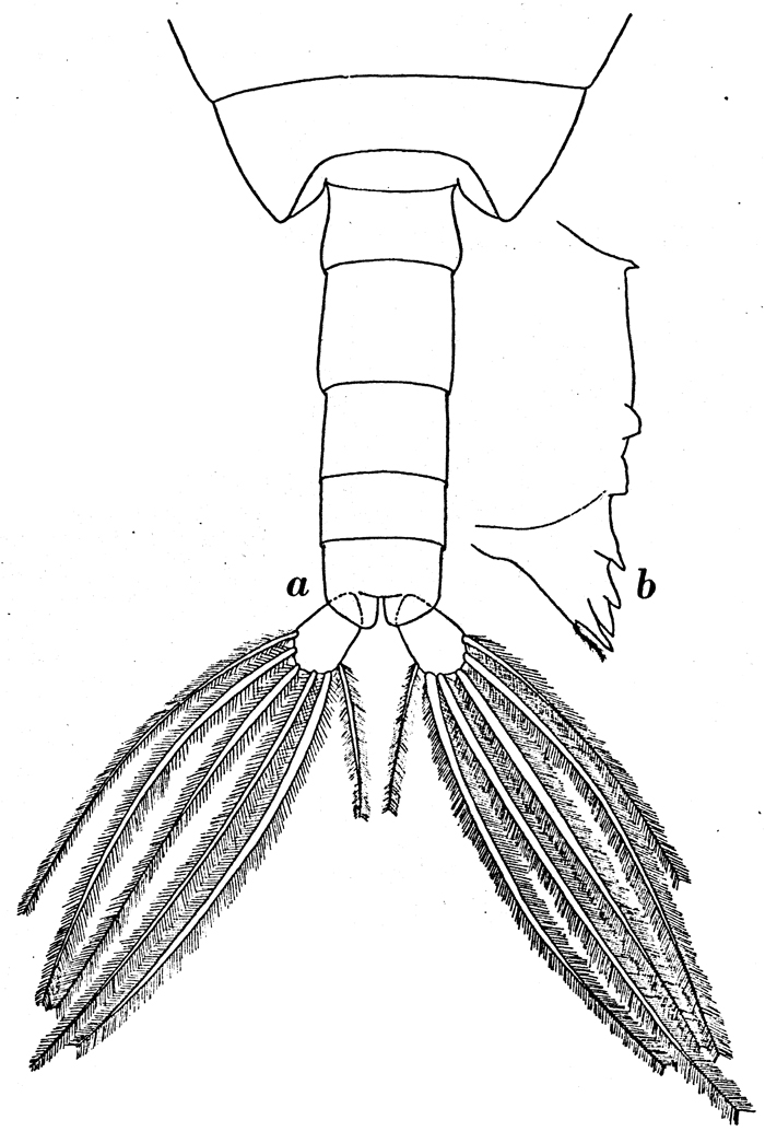 Espce Calanoides acutus - Planche 7 de figures morphologiques