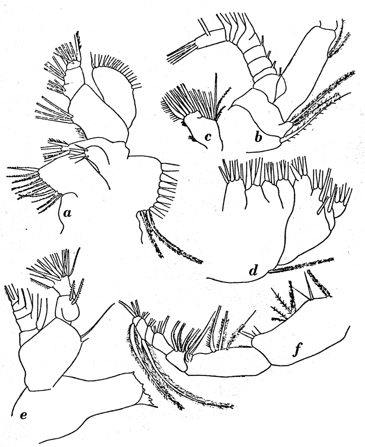 Espce Calanoides acutus - Planche 8 de figures morphologiques