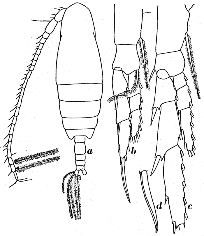Espce Calanoides acutus - Planche 9 de figures morphologiques
