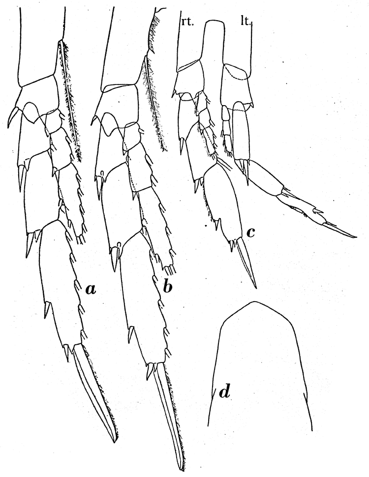 Espce Calanoides acutus - Planche 10 de figures morphologiques