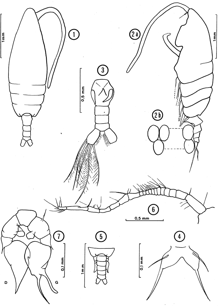 Espce Paraugaptilus mozambicus - Planche 1 de figures morphologiques