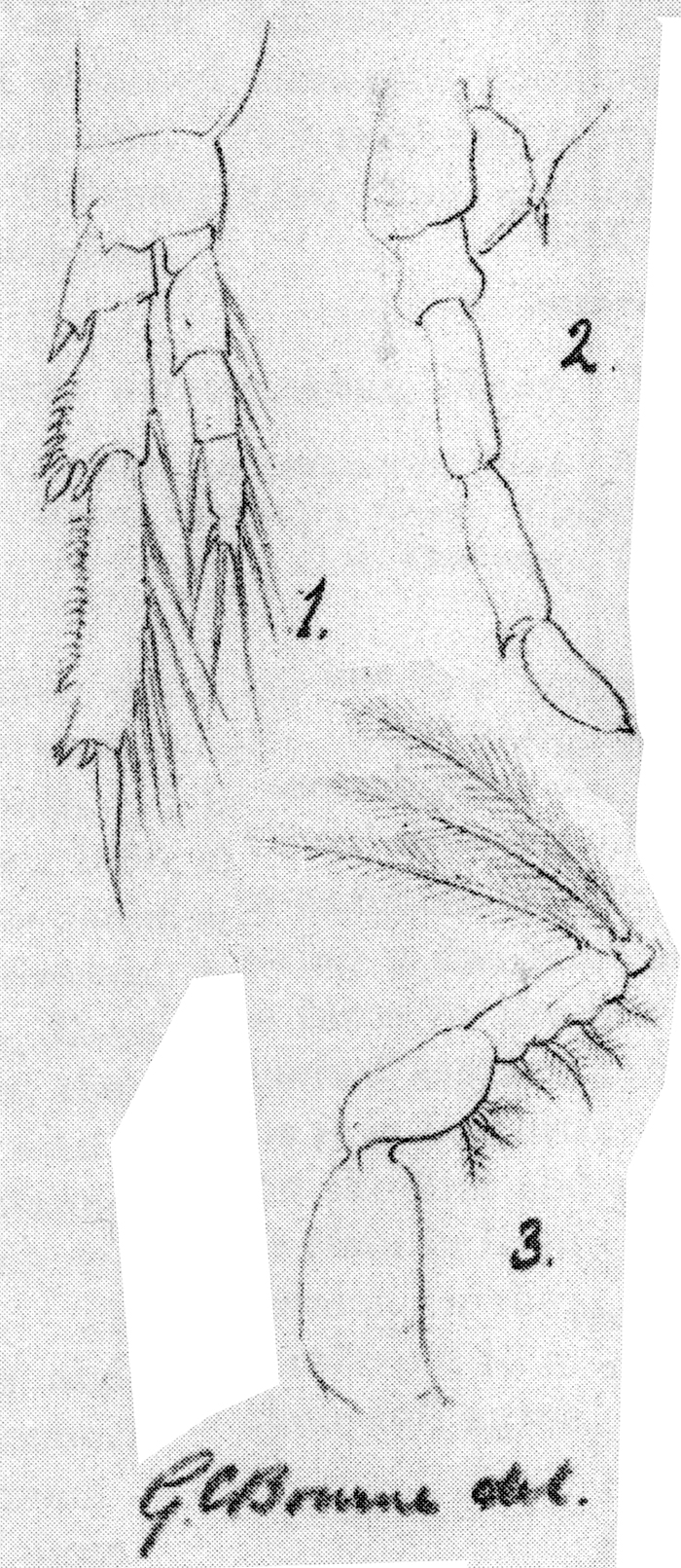 Espce Paracalanus parvus - Planche 12 de figures morphologiques