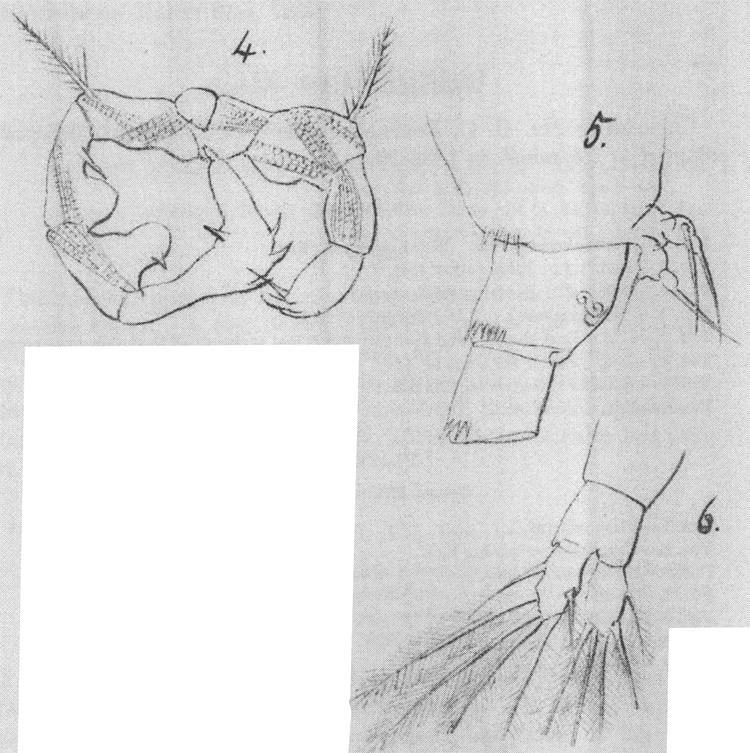 Espce Acartia (Acartiura) longiremis - Planche 5 de figures morphologiques