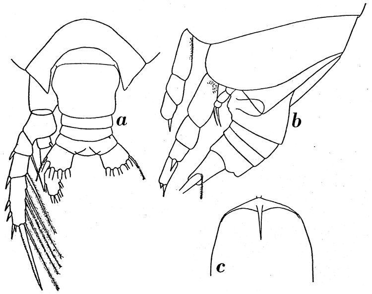 Espce Farrania frigida - Planche 6 de figures morphologiques