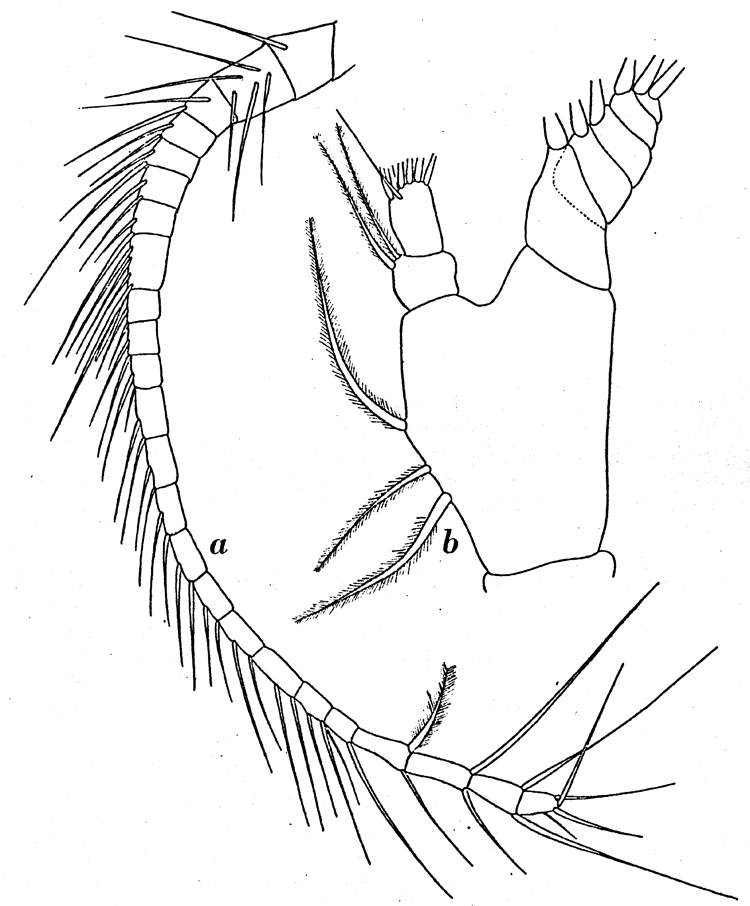 Espce Farrania frigida - Planche 7 de figures morphologiques