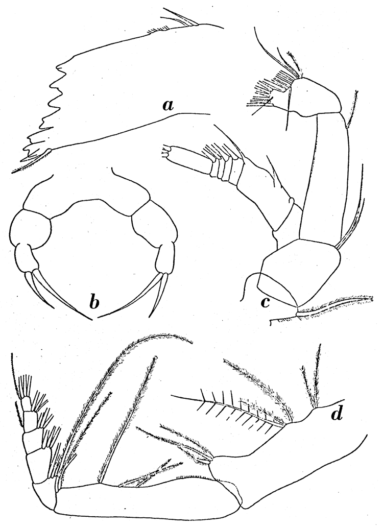 Species Farrania frigida - Plate 9 of morphological figures