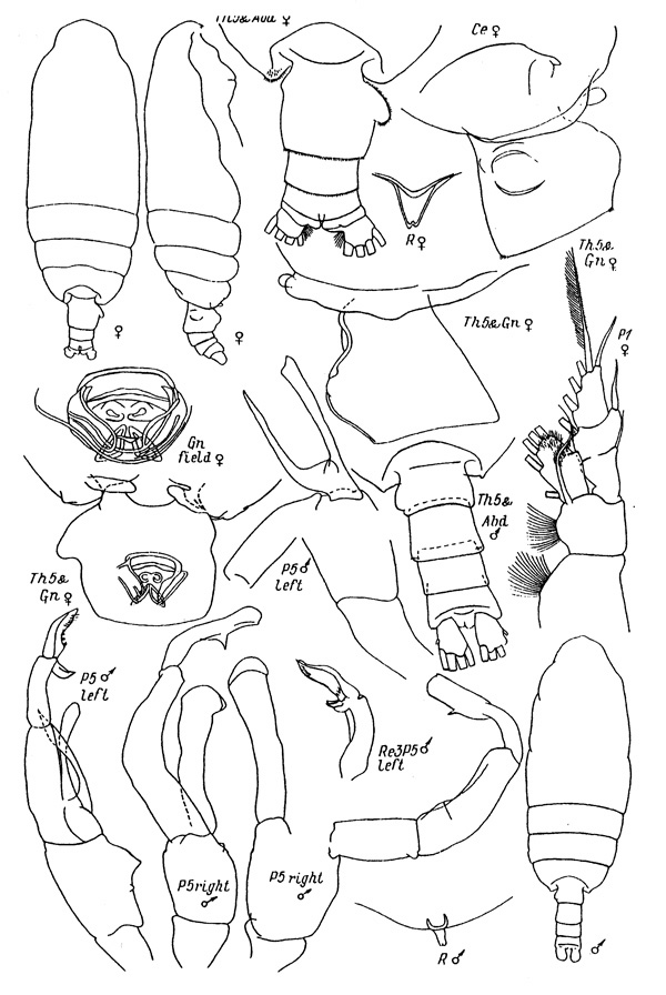 Espce Batheuchaeta anomala - Planche 1 de figures morphologiques