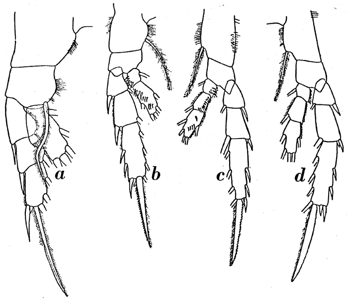 Species Farrania frigida - Plate 10 of morphological figures