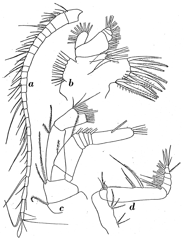 Espce Aetideopsis minor - Planche 8 de figures morphologiques