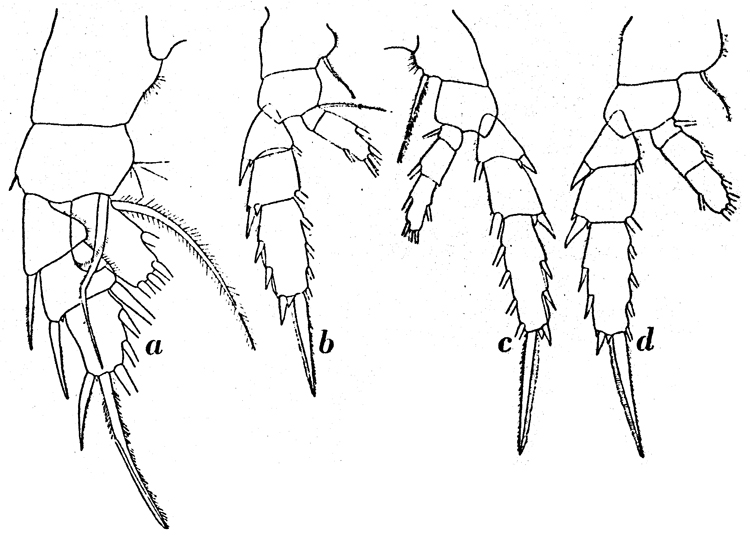 Espce Aetideopsis minor - Planche 10 de figures morphologiques